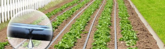 Système automatisé d’irrigation : optimiser l’eau et la productivité agricole